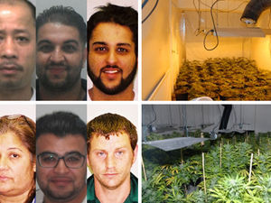 Supporting image for story: Drugs ring sentenced to over 30 years in jail for £3 million Telford cannabis operation