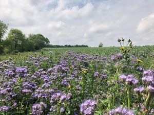 Purple phacelia flowers in the foreground with arable field behind