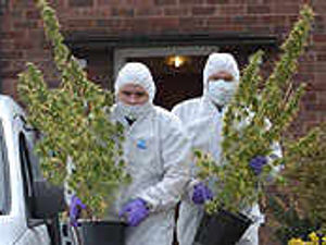 Supporting image for story: Three arrests in cannabis house raid