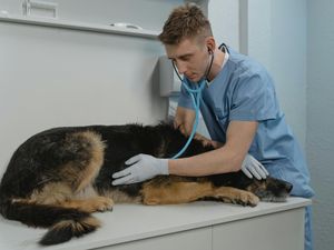 Supporting image for story: The top three training tips which could save Wolverhampton pet owners thousands in vet bills
