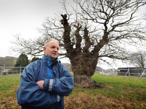 Supporting image for story: Route and branch: Petition to name bypass after famous Brimmon Oak Tree