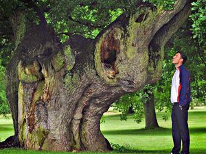 Supporting image for story: Teeing off with the elephant tree at Shifnal Golf Club