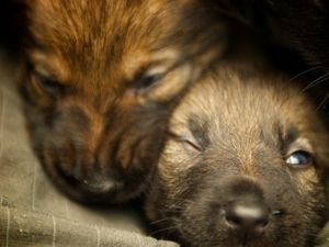 Supporting image for story: Warning over fake sales of puppies and kittens in West Midlands