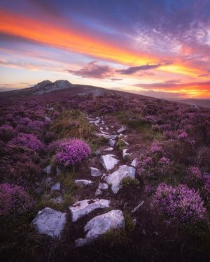 Heather under dawn colours on the Stiperstones. Photo: Callum White, @cwhitephotos