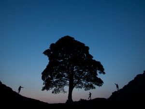 Are trees any friends of ours?