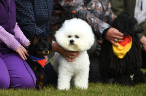 Russian toy dog named Pride (left) and a bichon frise named Henry at Crufts