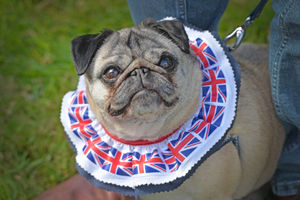 Lucy the Pug dressed up for the occasion