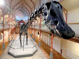 Supporting image for story: Dippy the Dinosaur making its way to Birmingham