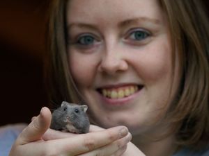 Supporting image for story: Irish hamster charity advises owners to consider ‘ethical care’ approach