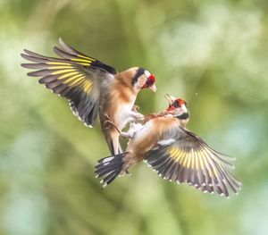 Two birds can be seen getting into a flap after an angry blackcap karate kicked a greenfinch in the beak