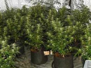 Supporting image for story: Cannabis smuggling care worker avoids prison