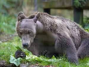 Supporting image for story: Boki the bear takes ‘favourite’ medicine Calpol as he recovers from surgery