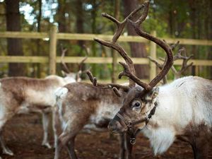 Supporting image for story: Reindeer rescued from blazing Christmas barn