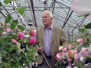 Supporting image for story: David Austin Roses busy building this year's Chelsea Flower Show display