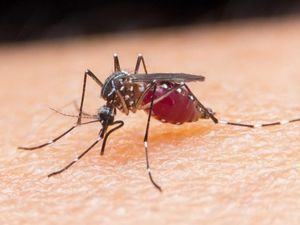 Supporting image for story: Scientists develop method of blocking transmission of mosquito-borne virus