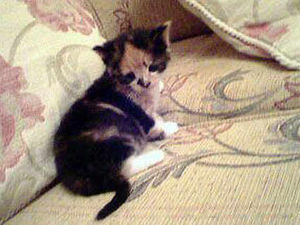 Supporting image for story: Cat shooting ordeal for devastated family