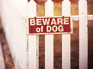 Supporting image for story: Dangerous dog seized every month by police