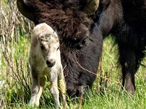 Supporting image for story: Reported birth of rare white buffalo calf ‘fulfils tribal prophecy’