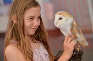 Tyto the barn owl held by Abigail 9