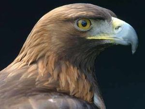 Supporting image for story: Sorrow as Wales' last golden eagle is found dead in Powys