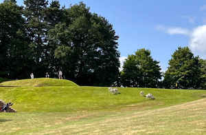 The sheep on the fairway at Bridgnorth Golf Course