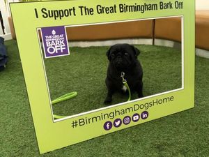 Supporting image for story: Birmingham's Resorts World goes dog friendly for the paw-rrival of Crufts