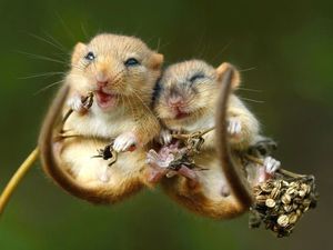 Supporting image for story: Dormice project needs volunteers