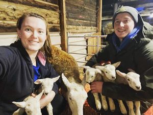 Supporting image for story: High five! Perfect present as sheep gives birth to quintuplets