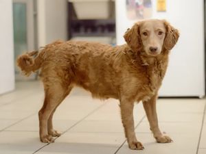 Honey. (Photo: Dogs Trust)