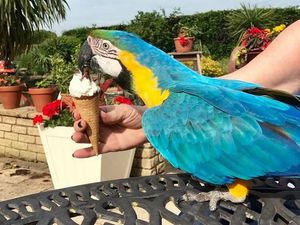 Supporting image for story: Blown off course! Shropshire woman's exotic pet tracked down

 