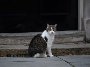 Supporting image for story: Prime Minister reveals he is ‘a bit worried’ about family kitten meeting Larry