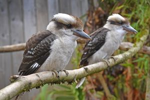 Indi and Banjo, the latest additions to Telford Exotic Zoo.