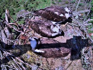 Supporting image for story: Three birds share a nest in osprey ‘love triangle’