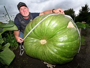 Supporting image for story: Get the supersized squash to the show! Stourbridge gardener's quarter-ton vegetable poses transport dilemma