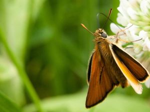 Supporting image for story: Here’s how moths could help you read your smartphone in the sun