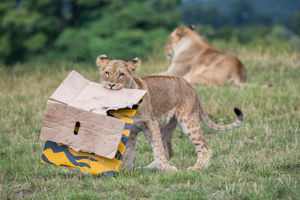 The lion cubs at West Midland Safari Park celebrated their first birthday with gift boxes and the park's adult lions