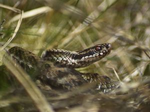 Supporting image for story: 'Shy but venomous' snakes are coming out of hibernation on the borders say experts giving advice