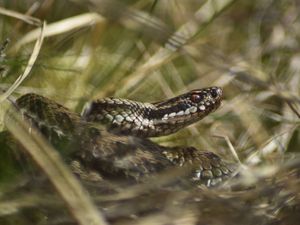 Supporting image for story: 'Shy but venomous' snakes are coming out of hibernation on the borders say experts giving advice