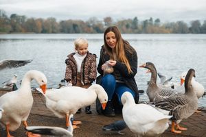 Geese at the waters in Ellesmere