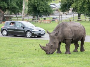 Supporting image for story: West Midland Safari Park's first baby rhino in 10 years moves to Germany