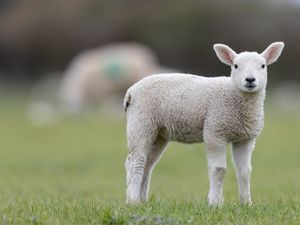 Supporting image for story: Bedding sanitiser can play key role in reducing lamb mortalities