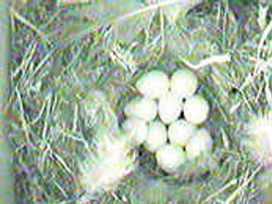 Supporting image for story: Webcam gets the nest view