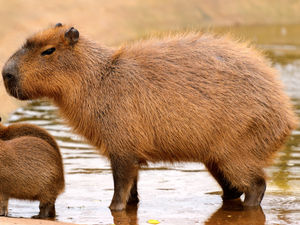Supporting image for story: Hunt for Telford capybara 'paused' as runaway rodent continues to evade attempts to recapture her