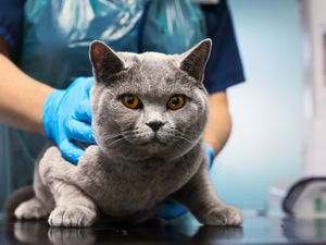 Supporting image for story: Cat left with life-threatening injuries gets new 'leash' on life after finding loving Walsall home