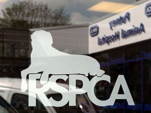 Supporting image for story: RSPCA reveals 'no signs of major change' as Shropshire animal cruelty figures stagnate