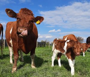 The farm is a great experience