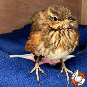 Pictures Cuan Wildlife