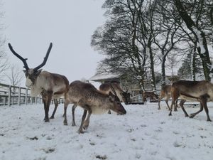 Supporting image for story: Fun for some in the snow - but drivers bump into each other and are rescued from icy roads