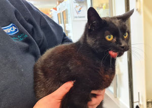 11 year-old cat Maggie from Shropshire who was struggling with a growth on her mouth that required immediate surgery