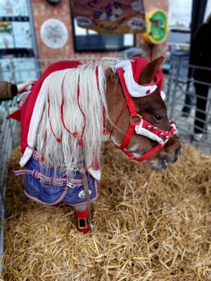 A donkey at the Festival of Lights 2025. Picture: Market Drayton Town Council